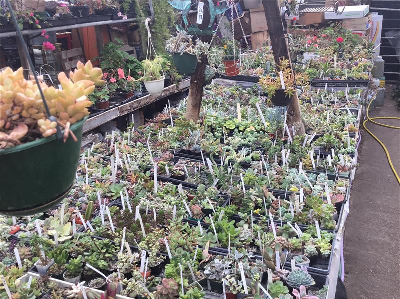 Ames Greenhouse Floral & Antiques Ames, IA