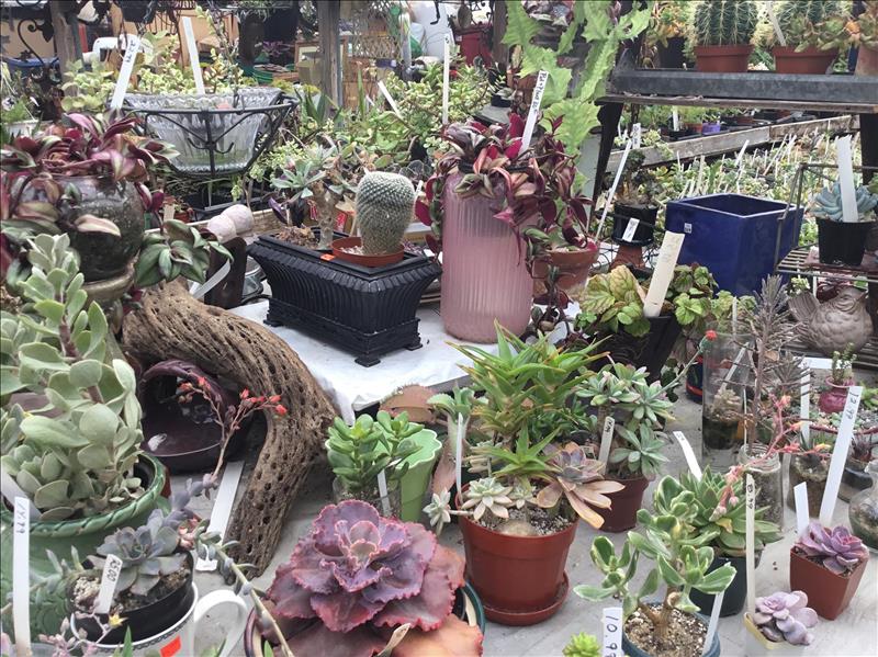 Ames Greenhouse & Antiques - Ames, IA