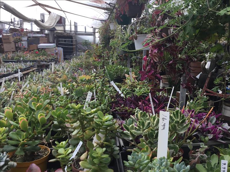 Ames Greenhouse Floral & Antiques Ames, IA